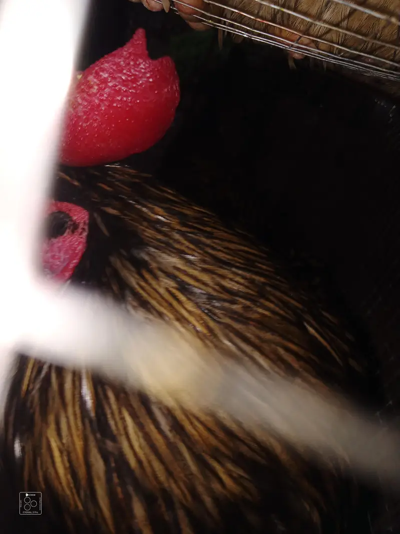 2 Desi hens 4 sale — photo 4