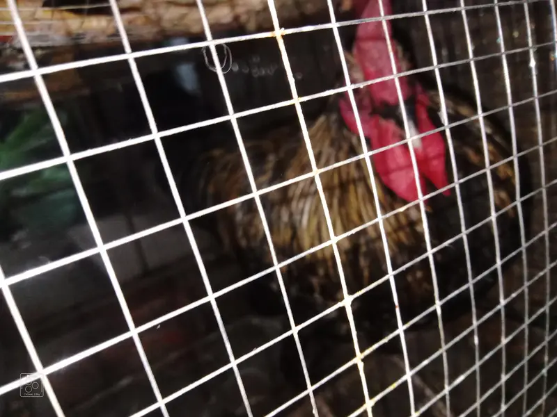 2 Desi hens 4 sale — photo 5