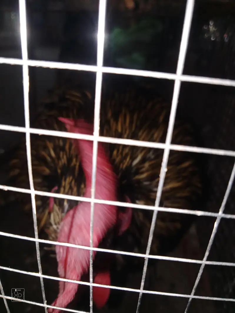 2 Desi hens 4 sale — photo 6