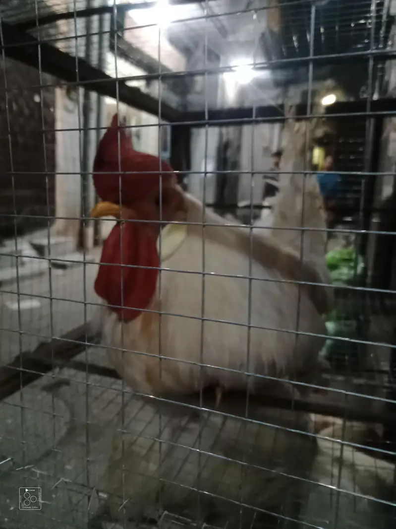 2 Desi hens 4 sale — photo 7
