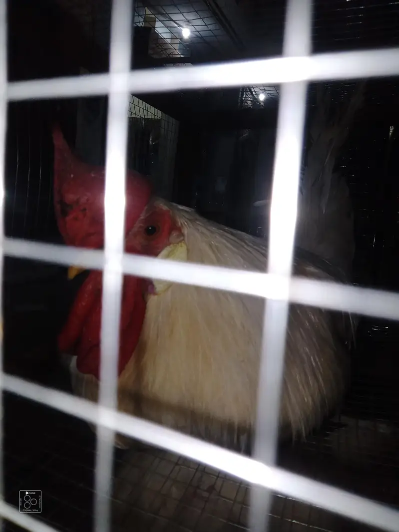 2 Desi hens 4 sale — photo 8