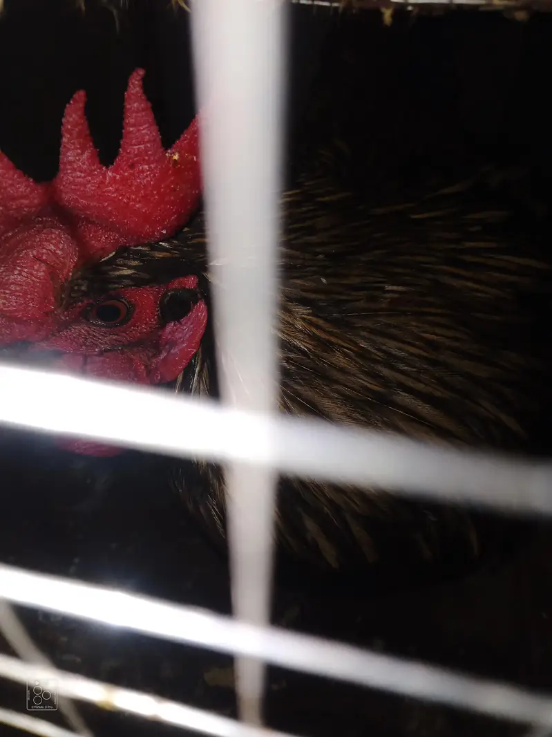2 Desi hens 4 sale — photo 9