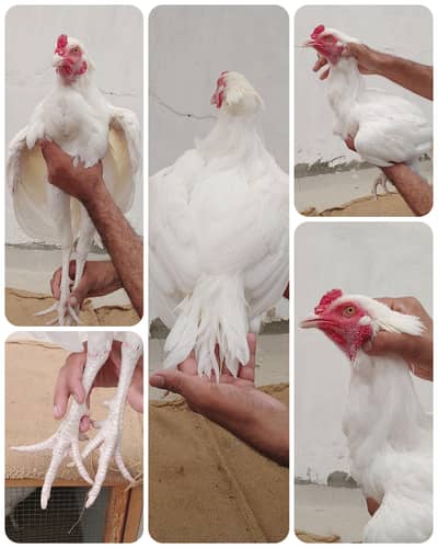 Aseel Heera Breed  Asli Aur Nasli 2 Male Dono Ke 40 Hazar