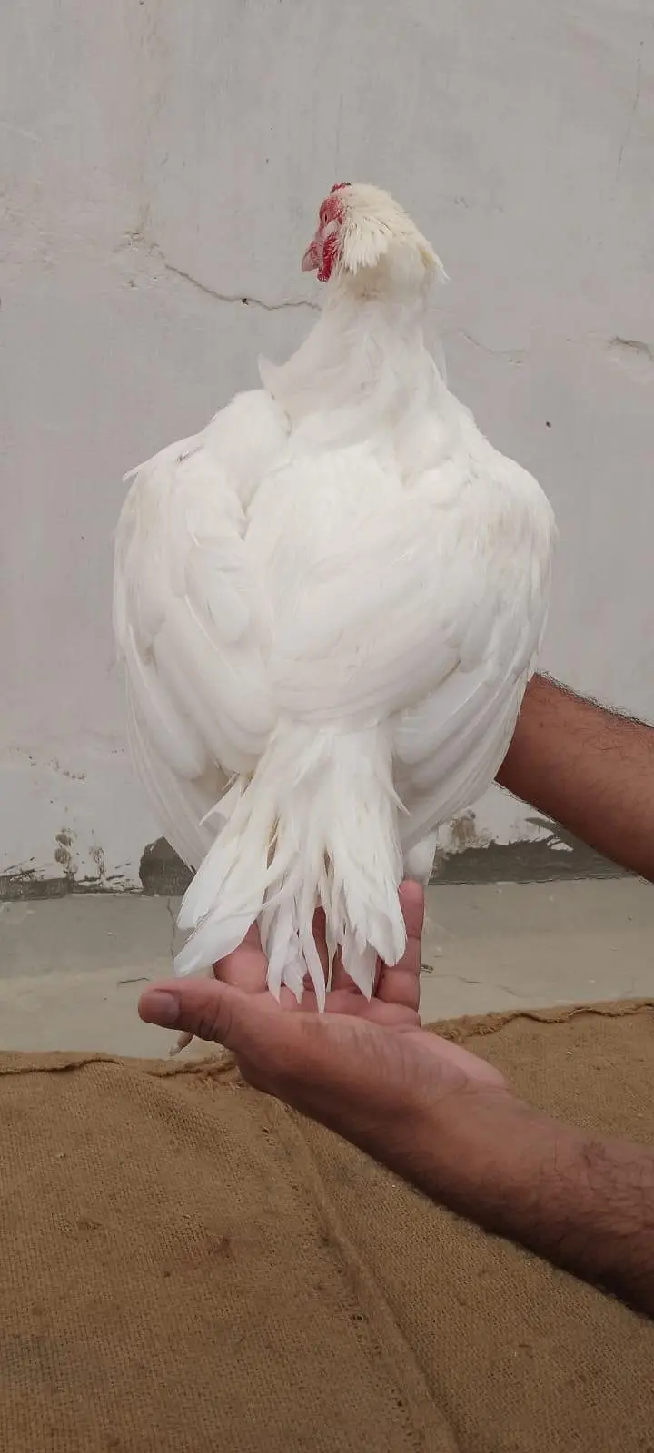Aseel Heera Breed  Asli Aur Nasli 2 Male Dono Ke 40 Hazar — photo 2