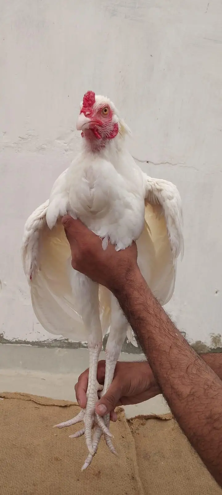 Aseel Heera Breed  Asli Aur Nasli 2 Male Dono Ke 40 Hazar — photo 3