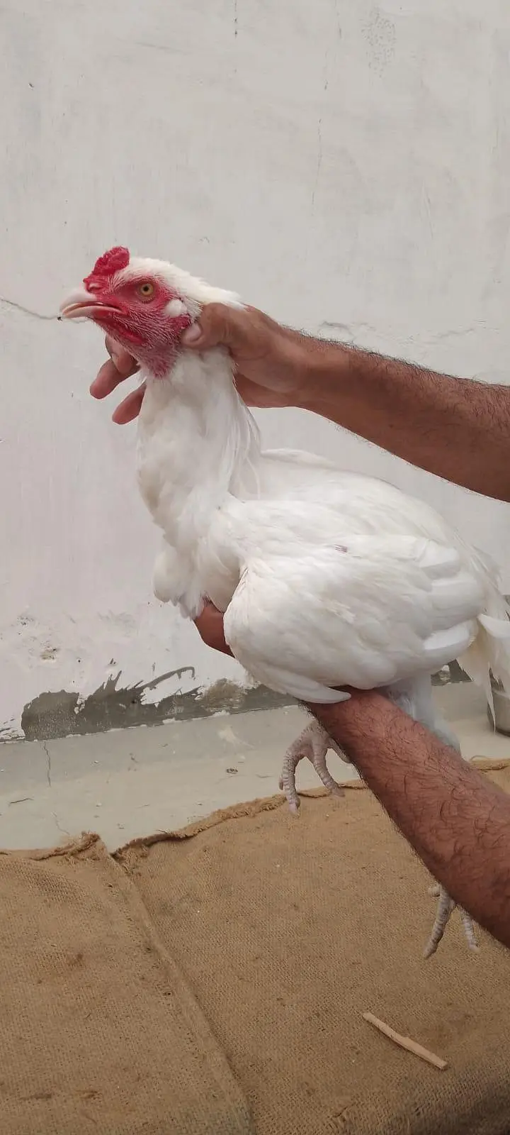 Aseel Heera Breed  Asli Aur Nasli 2 Male Dono Ke 40 Hazar — photo 5