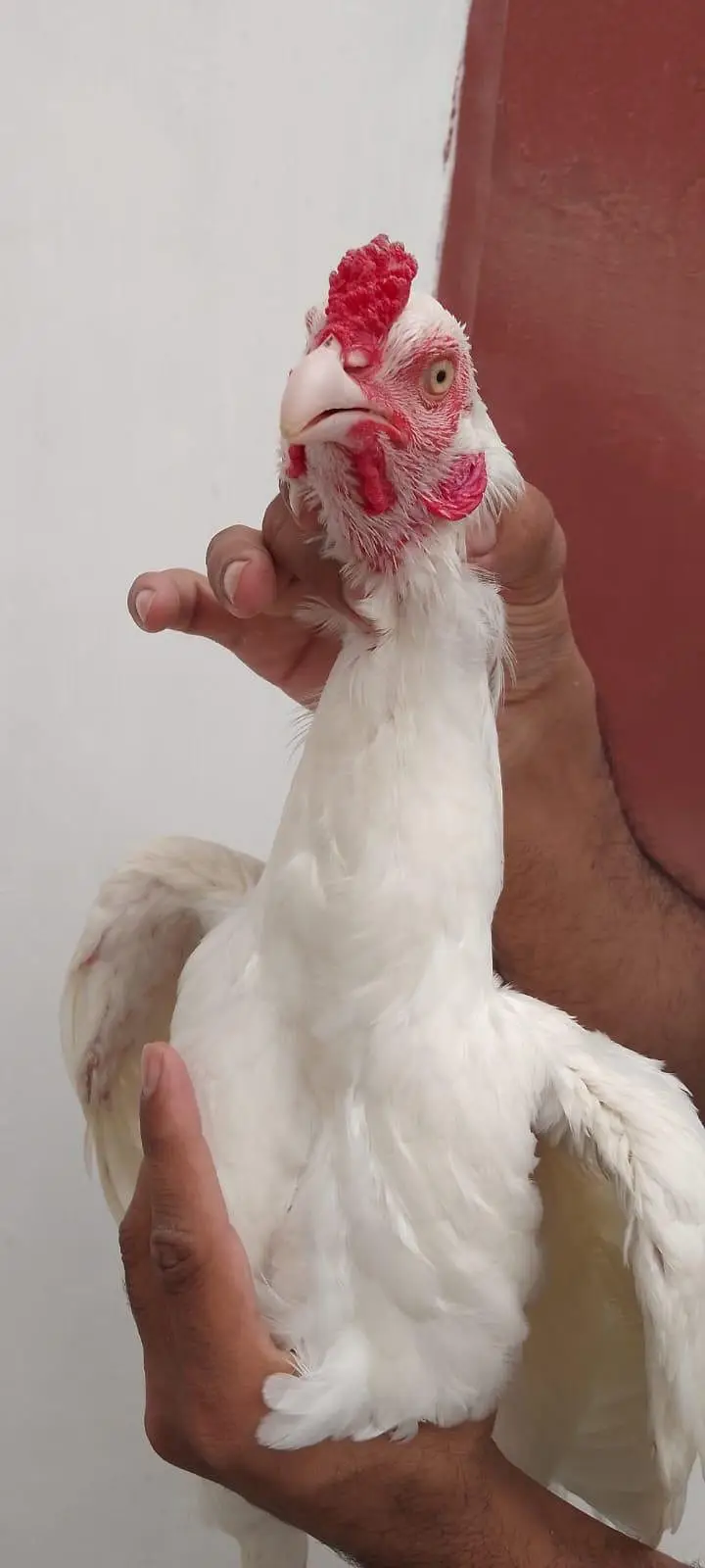 Aseel Heera Breed  Asli Aur Nasli 2 Male Dono Ke 40 Hazar — photo 10