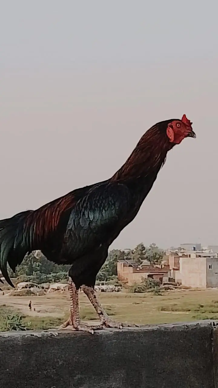 Aseel murga for sale — photo 3