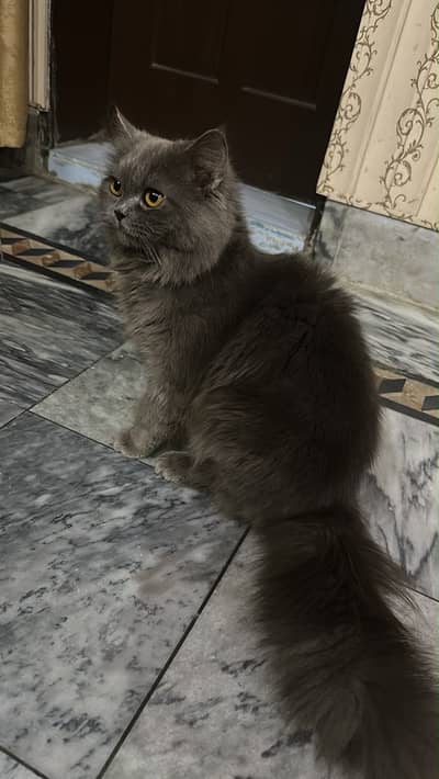 Persian Cat