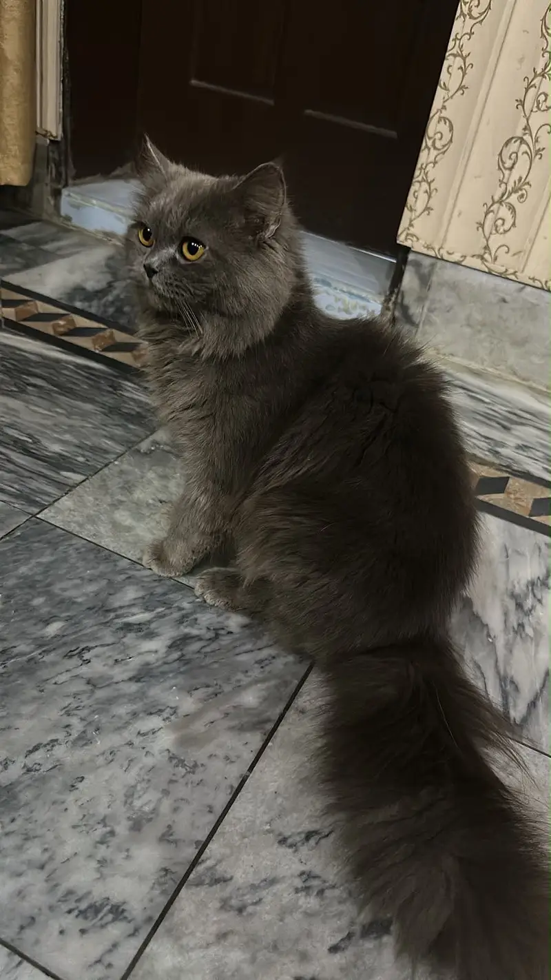 Persian Cat