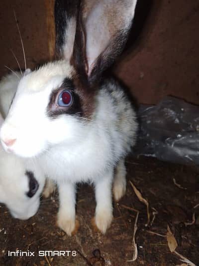 rabbit for sale