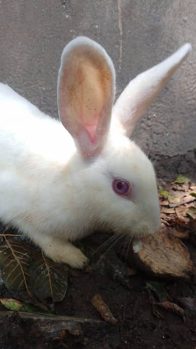 blue eyes and red eyes rabbit pair for sale