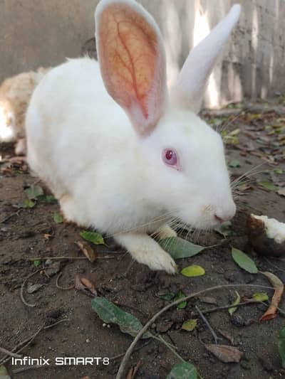 BLACK AND WHITE AND RED EYES RABBIT PAIRS FOR SALE