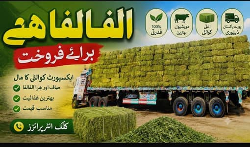 Export quality Alfa Alfa hay kushk losan for sale  best for goats