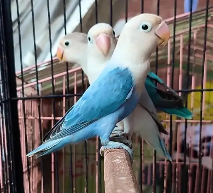 quality lovebirds /ino/dun/pf — photo 2