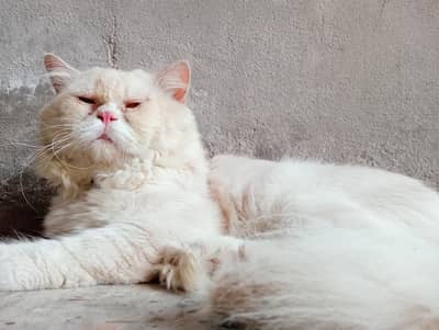 adult extreme punch male for sale,  final price