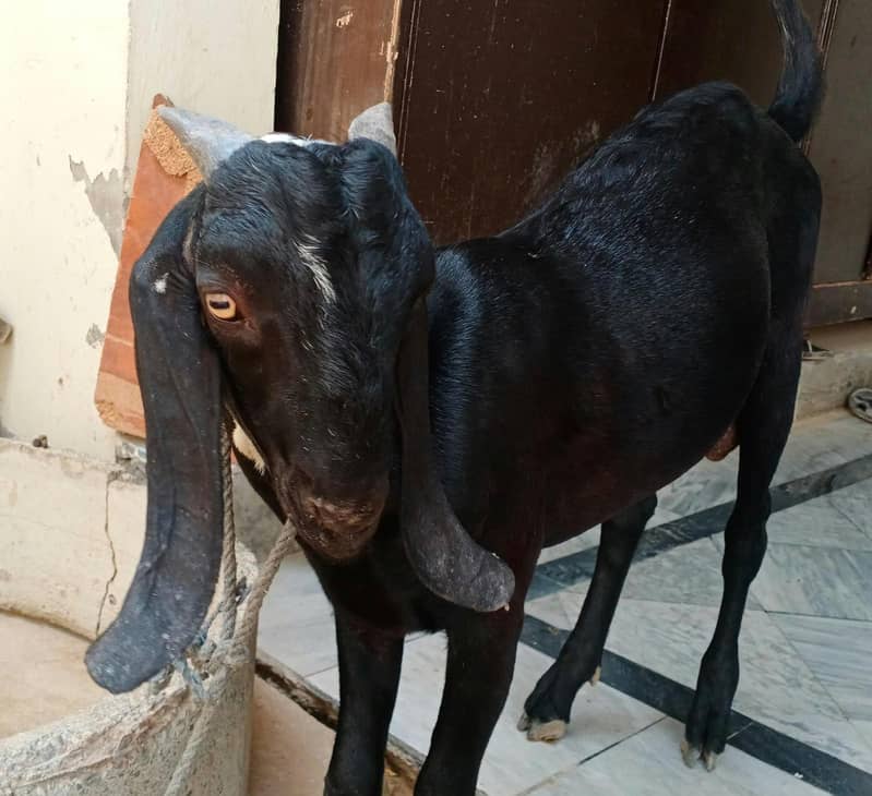 bakry pathory 2