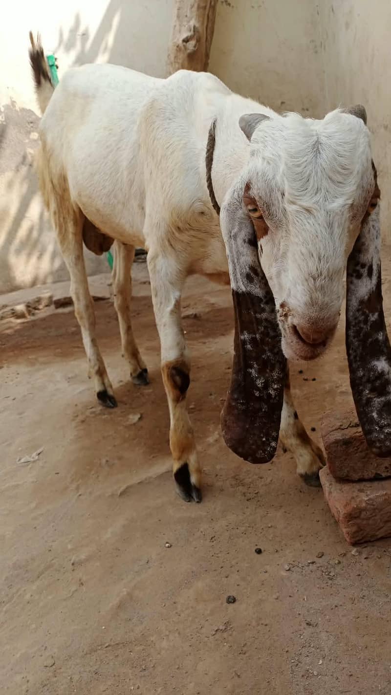 bakry pathory 5