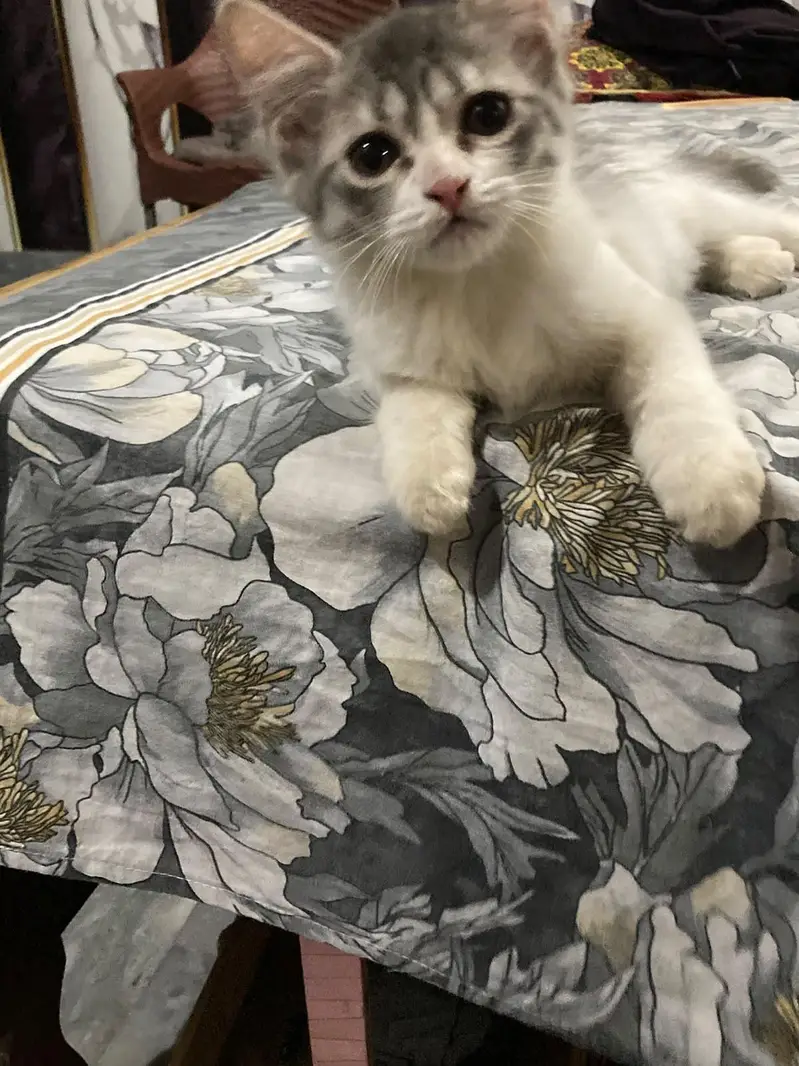 fluffy - active & healthy male cat available for loving home