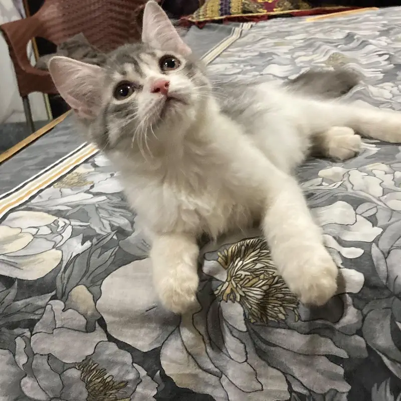 fluffy - active & healthy male cat available for loving home — photo 2