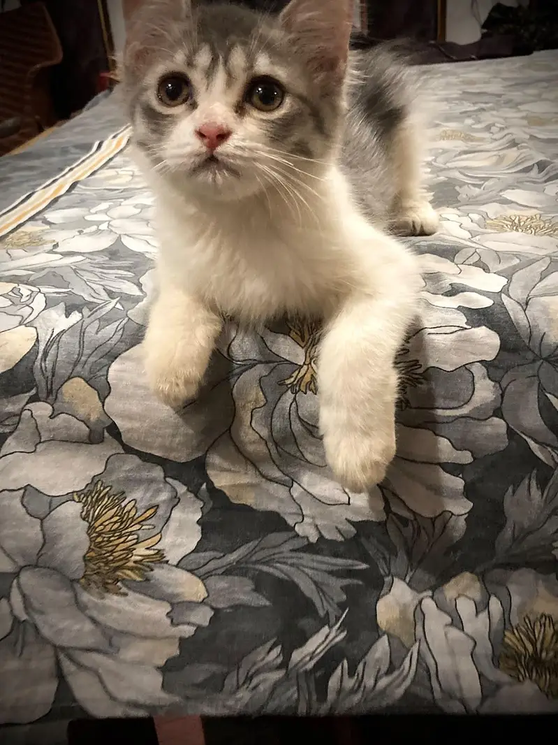 fluffy - active & healthy male cat available for loving home — photo 3