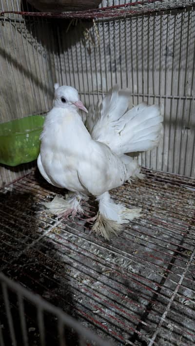lakka pigeon