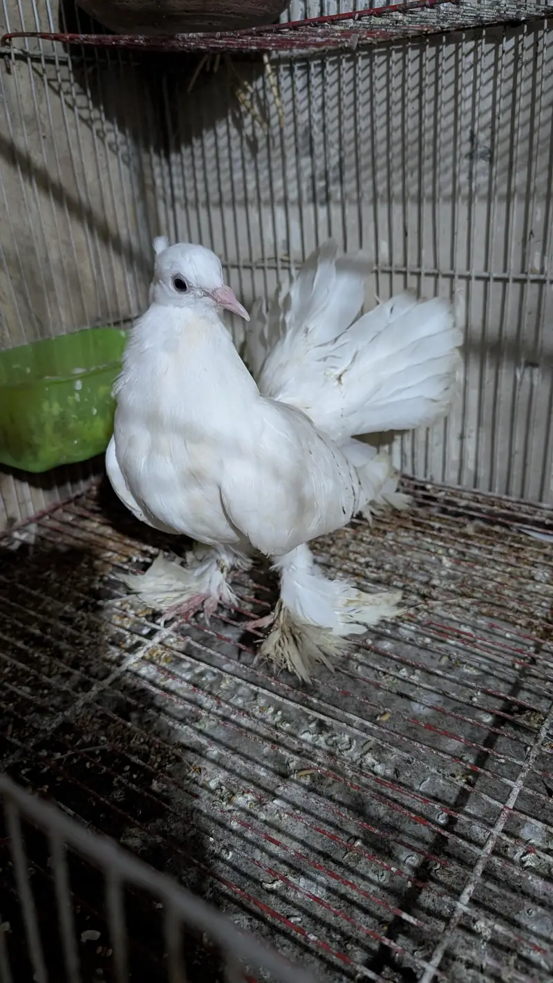 lakka pigeon