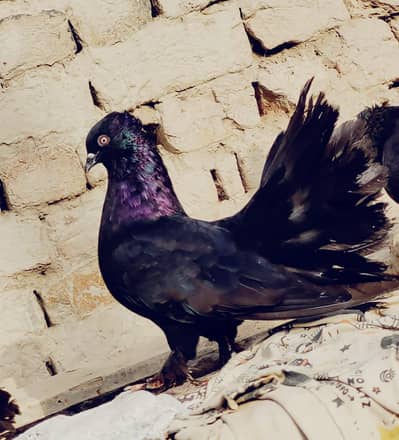 black faintal