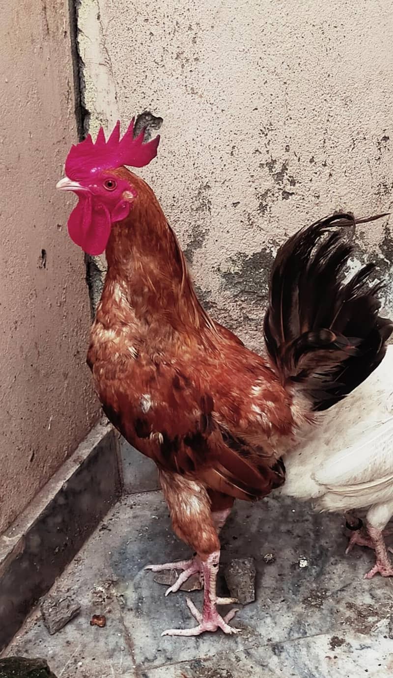 Desi murga Rooster 0