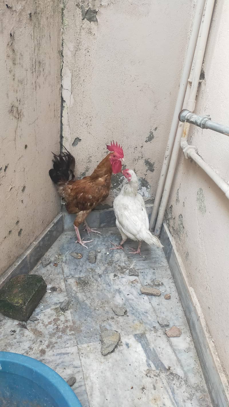 Desi murga Rooster 1