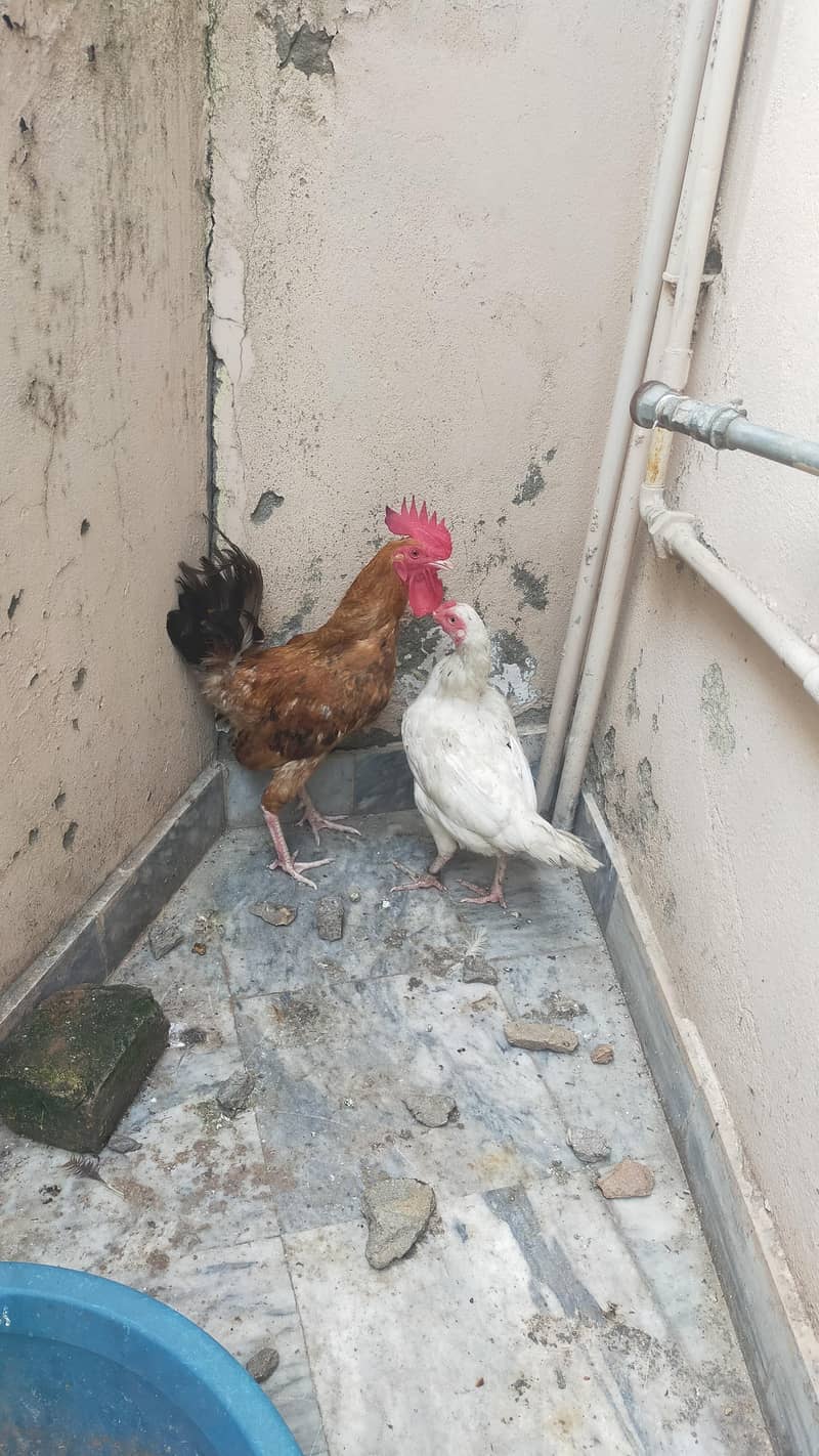 Desi murga Rooster 2