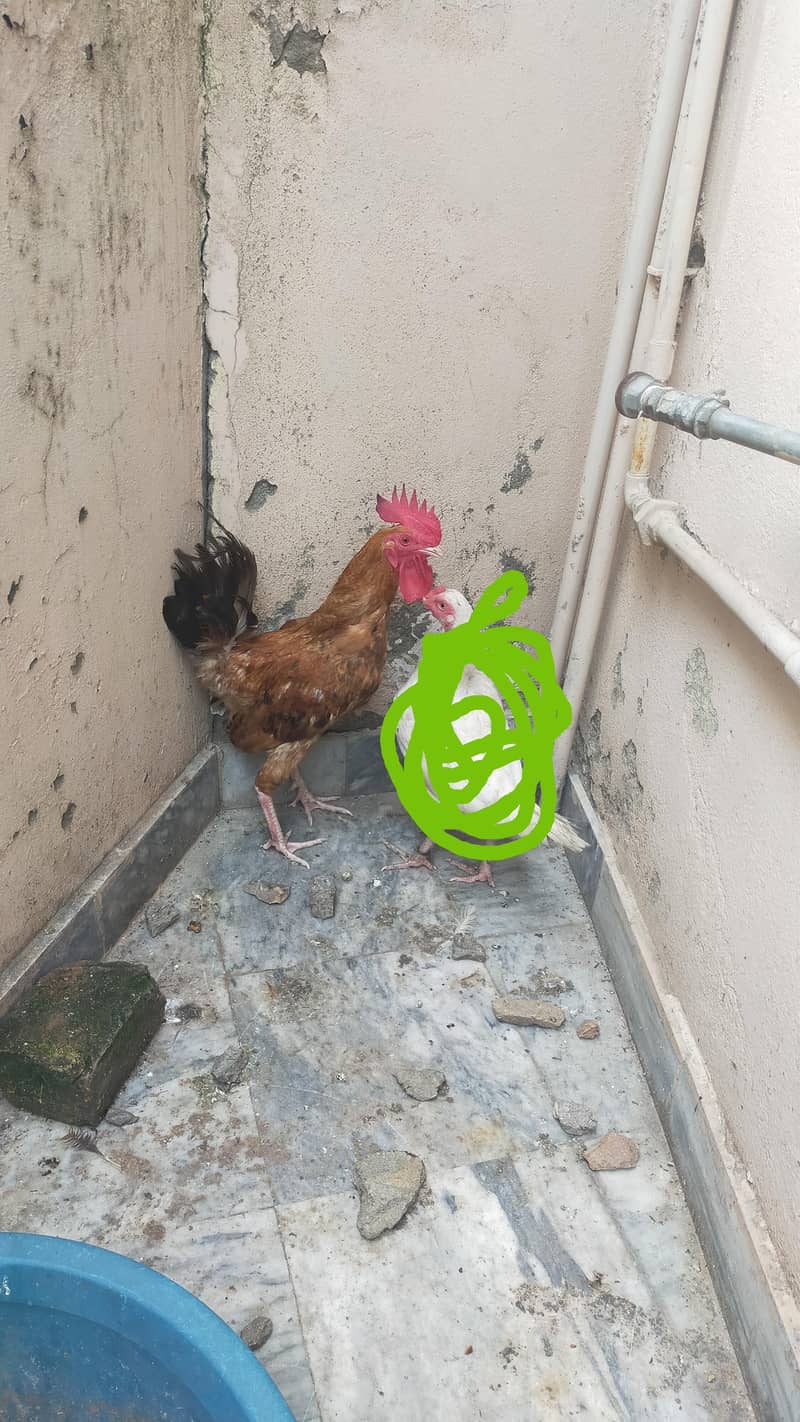 Desi murga Rooster 3
