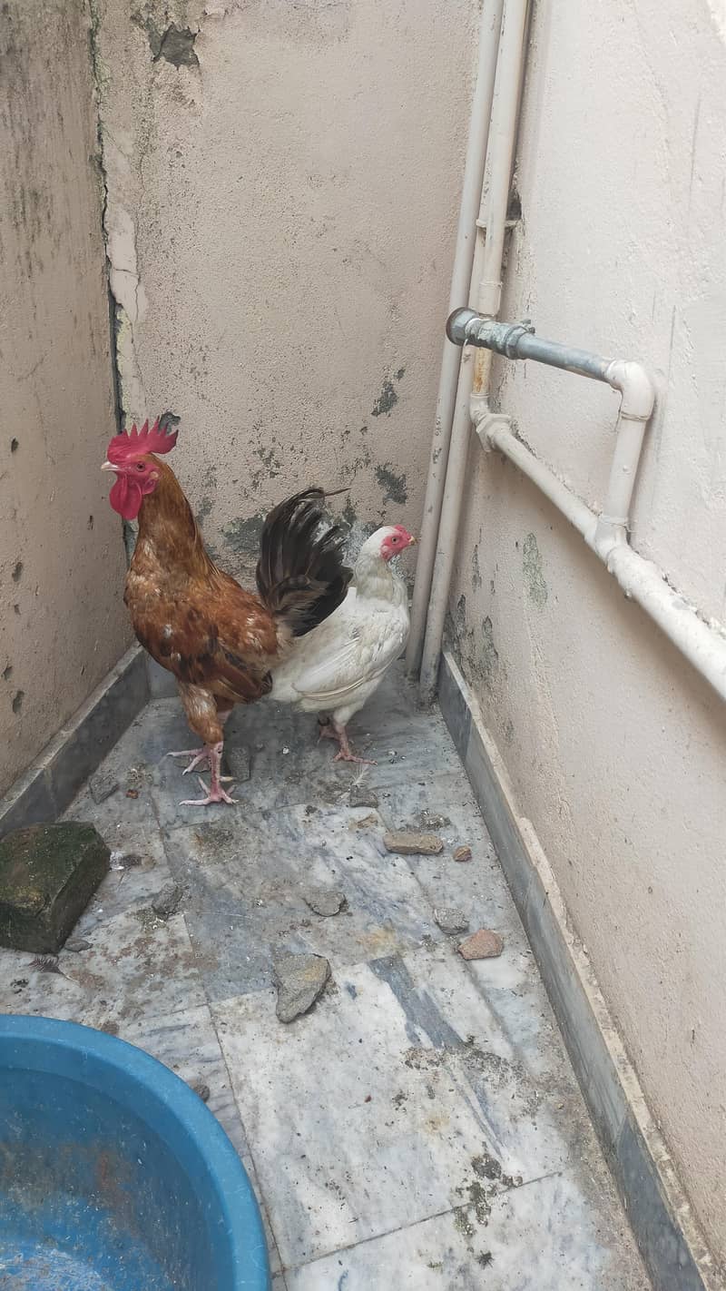 Desi murga Rooster 4