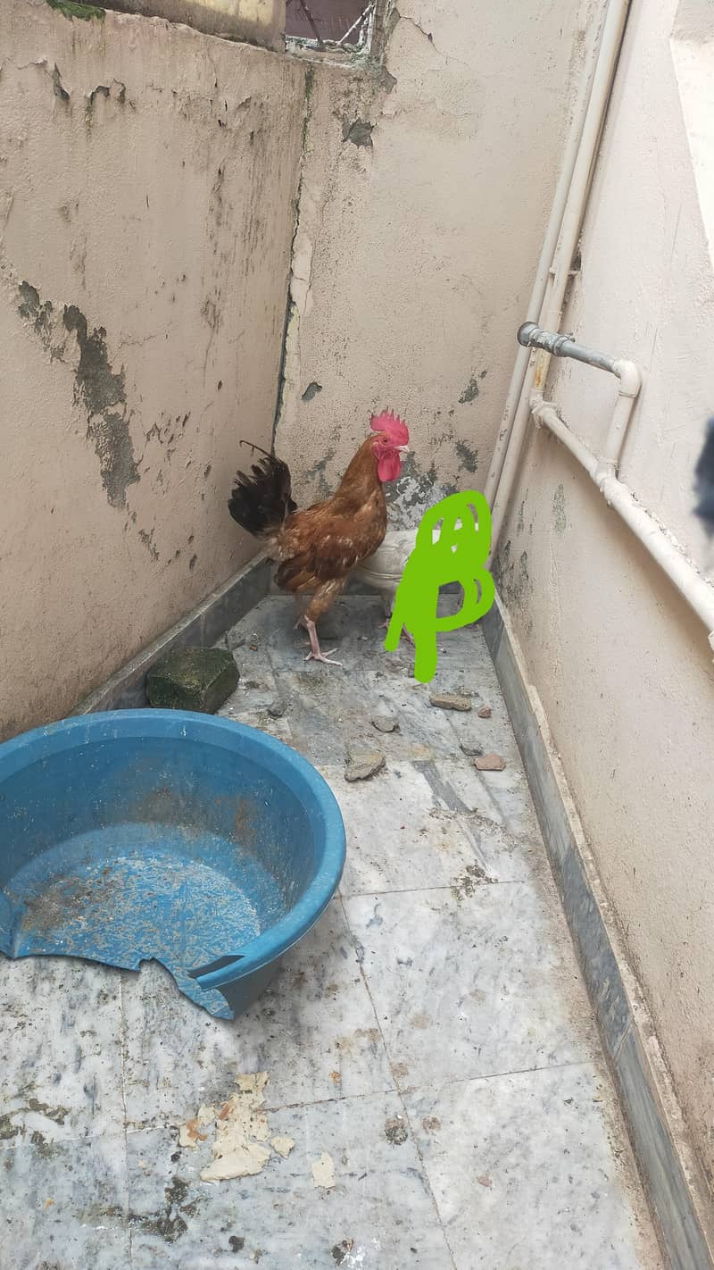 Desi murga Rooster 5