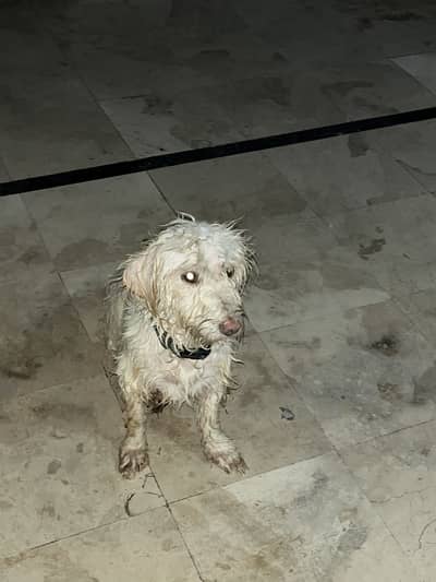 Poodle very nice feemale dog and with good articates