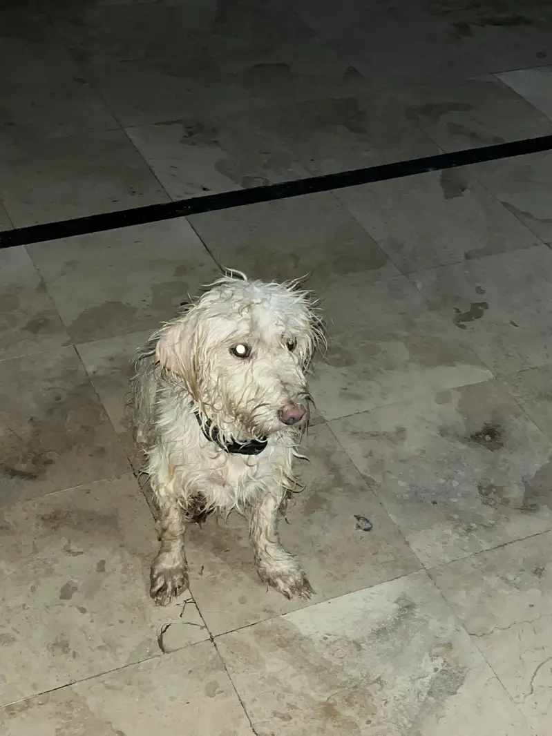 Poodle very nice feemale dog and with good articates