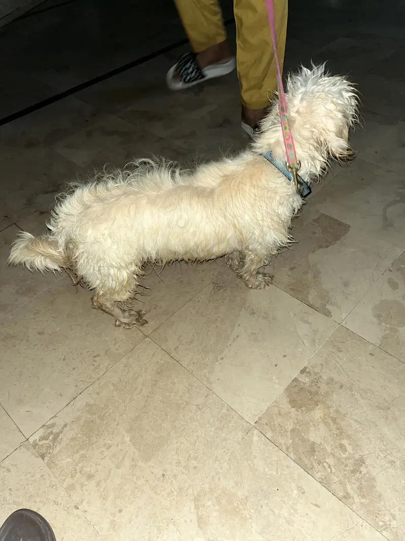 Poodle very nice feemale dog and with good articates — photo 2