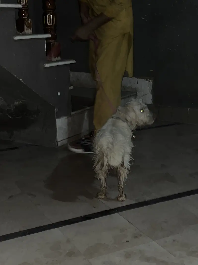 Poodle very nice feemale dog and with good articates — photo 4