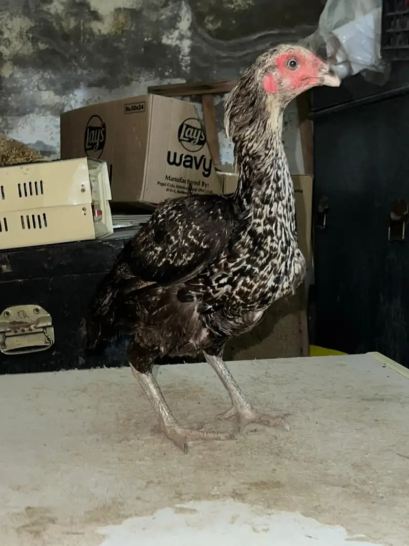 High quality Aseel hens, ready for breeding. — photo 4