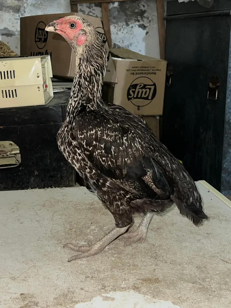 High quality Aseel hens, ready for breeding. — photo 5