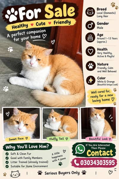 Cute Fluffy Orange & White Cat Available for Sale