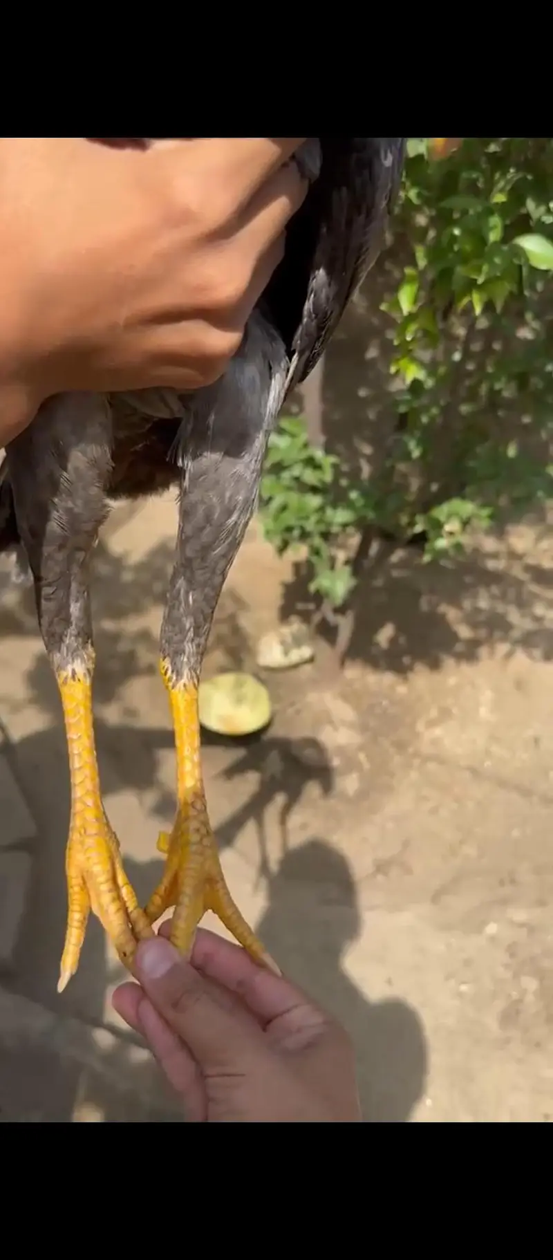 Mianwali jawa patha — photo 2