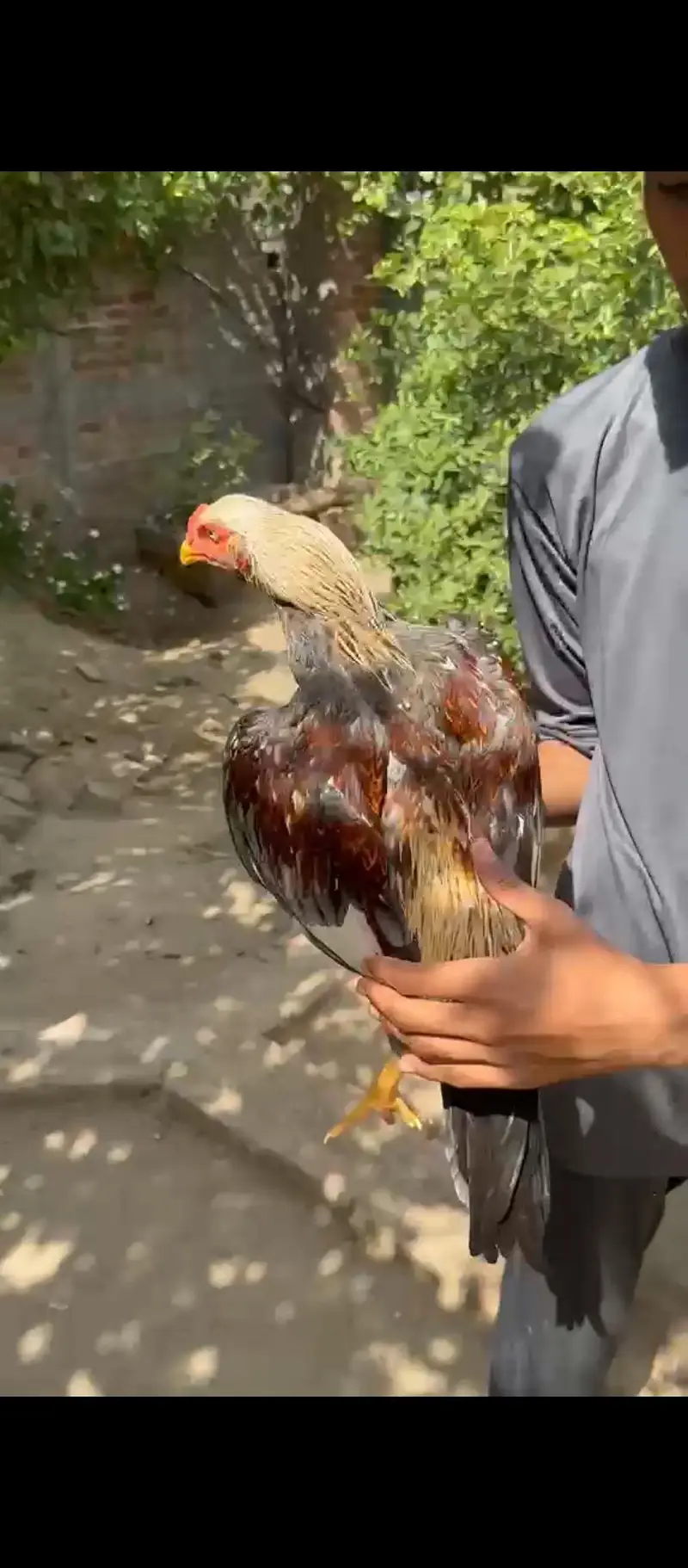 Mianwali jawa patha — photo 4