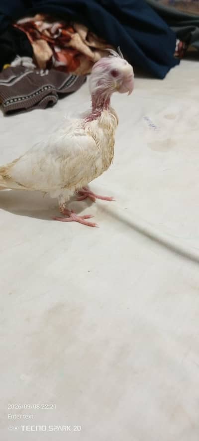 coktil chicks Eno for sale