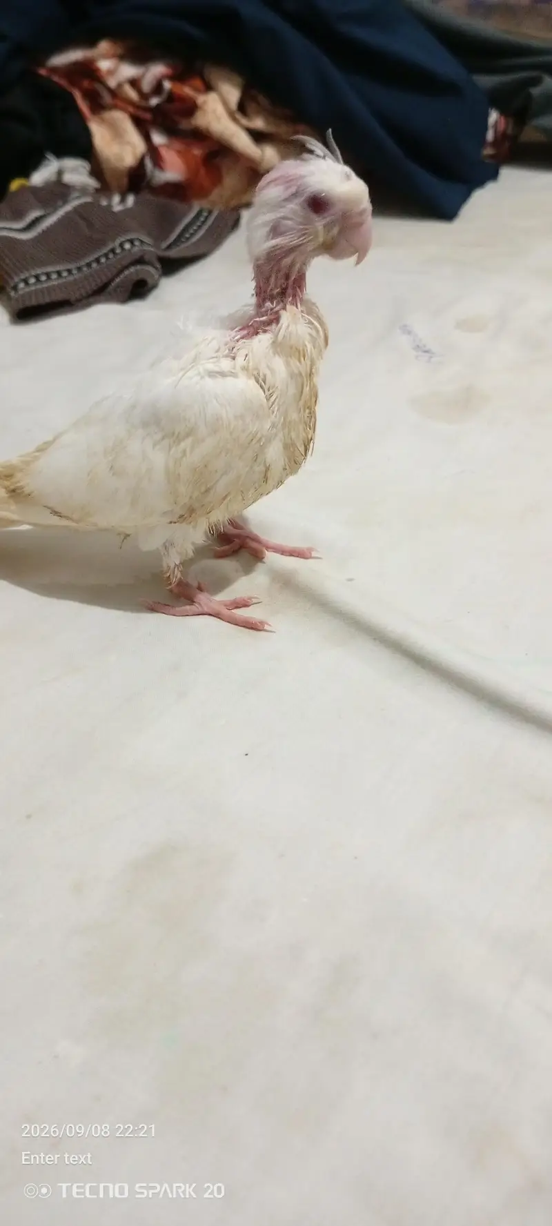 coktil chicks Eno for sale