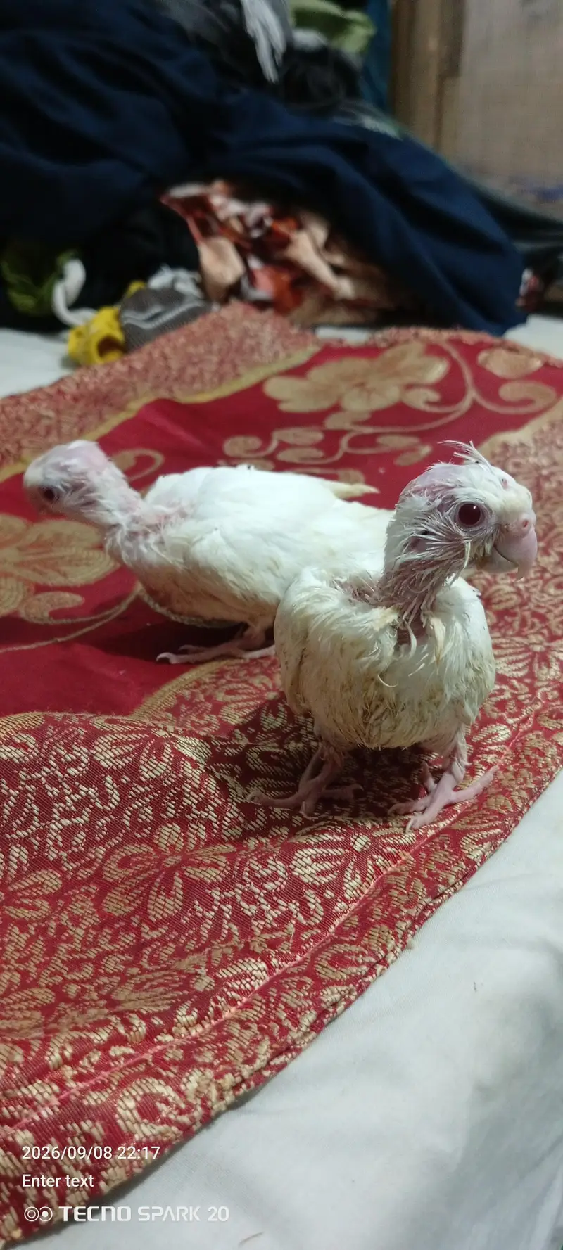 coktil chicks Eno for sale — photo 2