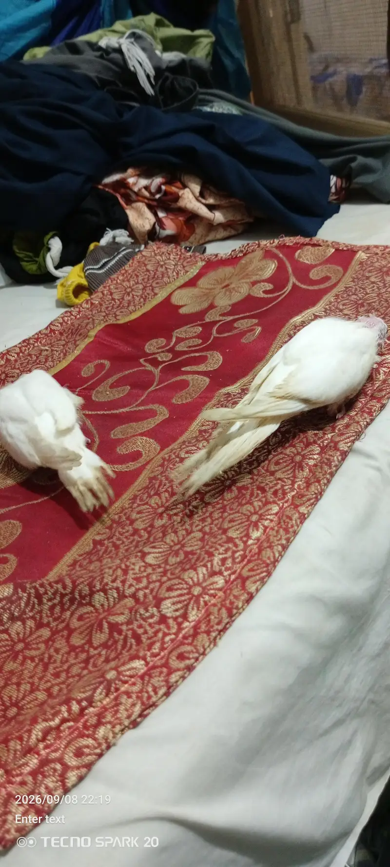 coktil chicks Eno for sale — photo 3