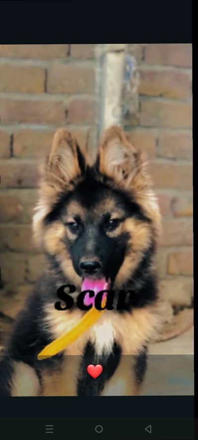German shepherd