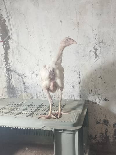 Heera aseel chicks  full active chicks