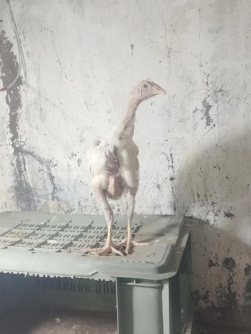 Heera aseel chicks  full active chicks